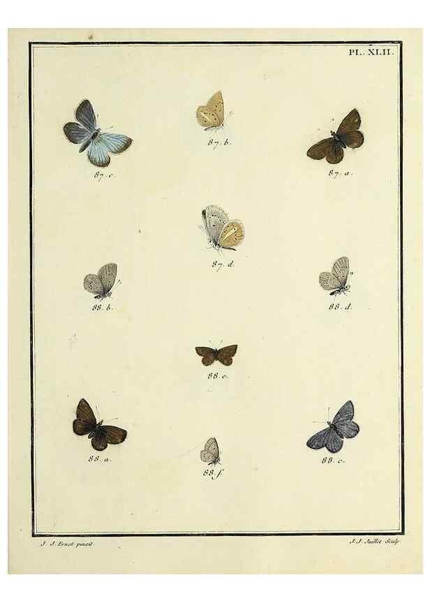 Reproducción/Reproduction 35023650694: Papillons d'Europe, peints d'après nature /. A Paris :Chez P.M. Delaguette, imprimeur-libraire ... ;1779-1792 [i.e. 1793]