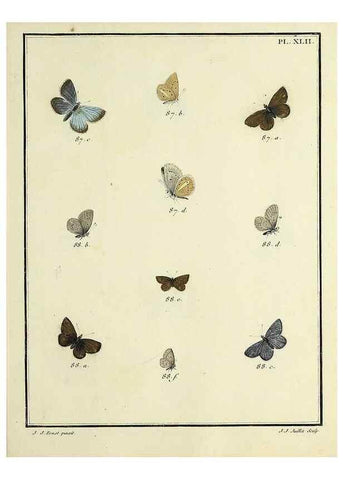 Reproducción/Reproduction 35023650694: Papillons d'Europe, peints d'après nature /. A Paris :Chez P.M. Delaguette, imprimeur-libraire ... ;1779-1792 [i.e. 1793]