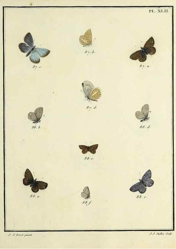 Reproducción/Reproduction 35023650694: Papillons d'Europe, peints d'après nature /. A Paris :Chez P.M. Delaguette, imprimeur-libraire ... ;1779-1792 [i.e. 1793]