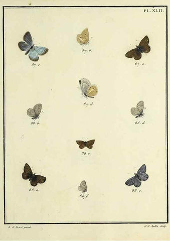 Reproducción/Reproduction 35023650694: Papillons d'Europe, peints d'après nature /. A Paris :Chez P.M. Delaguette, imprimeur-libraire ... ;1779-1792 [i.e. 1793]