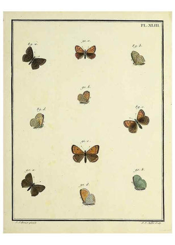 Reproducción/Reproduction 35822823206: Papillons d'Europe, peints d'après nature /. A Paris :Chez P.M. Delaguette, imprimeur-libraire ... ;1779-1792 [i.e. 1793]