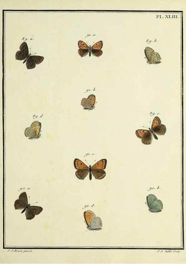 Reproducción/Reproduction 35822823206: Papillons d'Europe, peints d'après nature /. A Paris :Chez P.M. Delaguette, imprimeur-libraire ... ;1779-1792 [i.e. 1793]