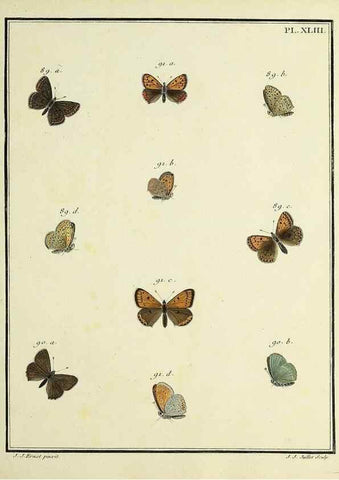 Reproducción/Reproduction 35822823206: Papillons d'Europe, peints d'après nature /. A Paris :Chez P.M. Delaguette, imprimeur-libraire ... ;1779-1792 [i.e. 1793]