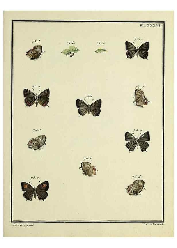 Reproducción/Reproduction 35023639304: Papillons d'Europe, peints d'après nature /. A Paris :Chez P.M. Delaguette, imprimeur-libraire ... ;1779-1792 [i.e. 1793]