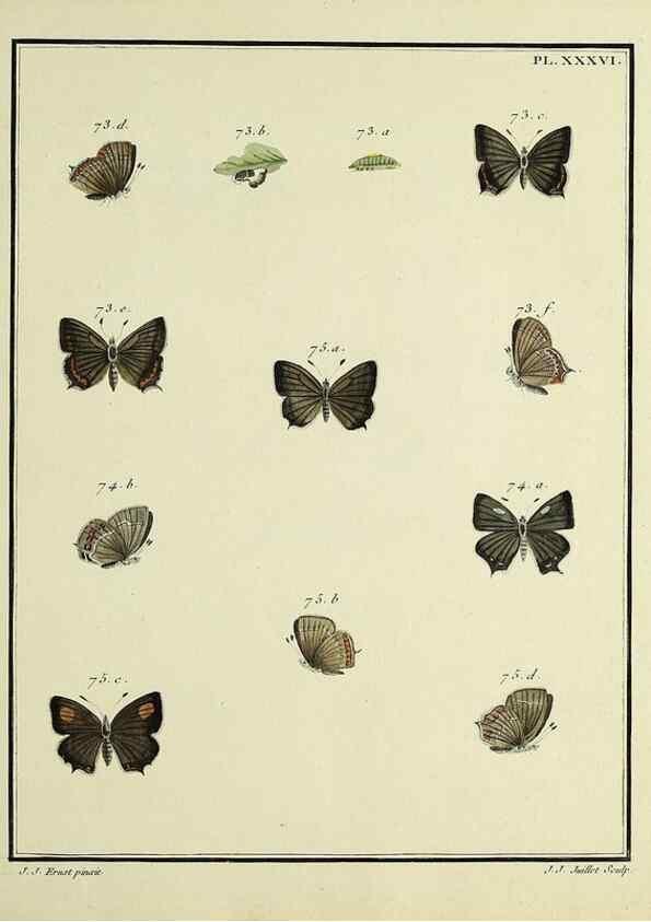 Reproducción/Reproduction 35023639304: Papillons d'Europe, peints d'après nature /. A Paris :Chez P.M. Delaguette, imprimeur-libraire ... ;1779-1792 [i.e. 1793]