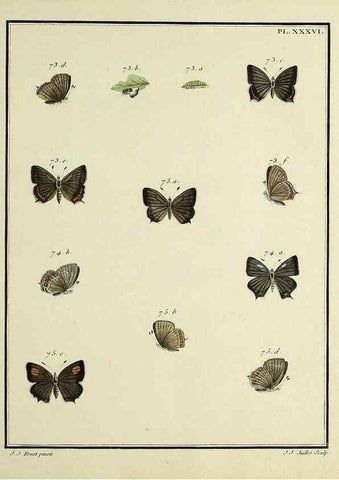 Reproducción/Reproduction 35023639304: Papillons d'Europe, peints d'après nature /. A Paris :Chez P.M. Delaguette, imprimeur-libraire ... ;1779-1792 [i.e. 1793]