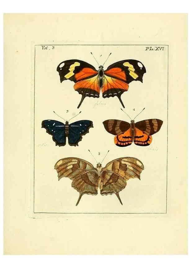 Reproducción/Reproduction 35730229371: Illustrations of natural history.. London,Printed for the author and sold by B. White,1770-82.