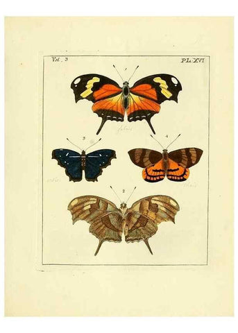 Reproducción/Reproduction 35730229371: Illustrations of natural history.. London,Printed for the author and sold by B. White,1770-82.