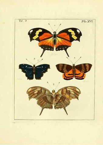 Reproducción/Reproduction 35730229371: Illustrations of natural history.. London,Printed for the author and sold by B. White,1770-82.