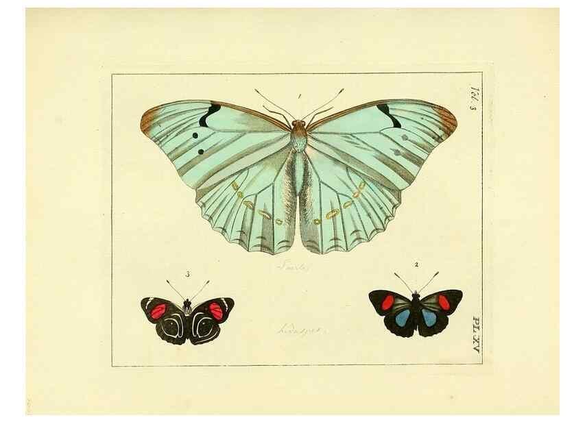 Reproducción/Reproduction 35730227991: Illustrations of natural history.. London,Printed for the author and sold by B. White,1770-82.