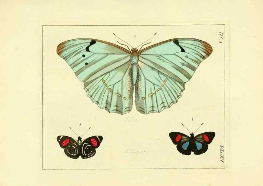 Reproducción/Reproduction 35730227991: Illustrations of natural history.. London,Printed for the author and sold by B. White,1770-82.
