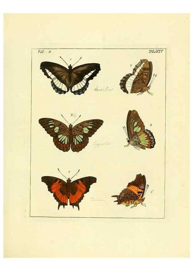 Reproducción/Reproduction 35730226701: Illustrations of natural history.. London,Printed for the author and sold by B. White,1770-82.