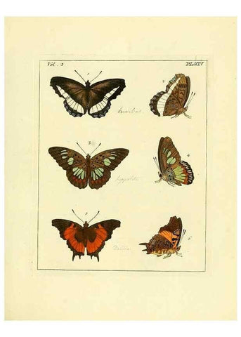 Reproducción/Reproduction 35730226701: Illustrations of natural history.. London,Printed for the author and sold by B. White,1770-82.