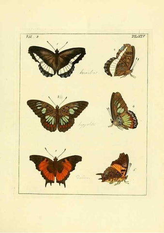 Reproducción/Reproduction 35730226701: Illustrations of natural history.. London,Printed for the author and sold by B. White,1770-82.