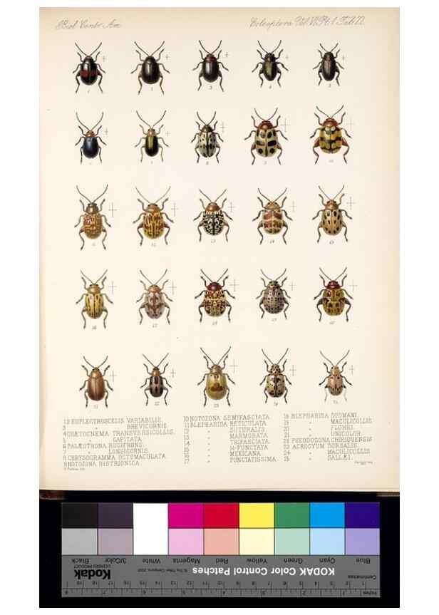 Reproducción/Reproduction 35471014610: Biologia Centrali-Americana :. [London :Published for the editors by R. H. Porter],1879-1915