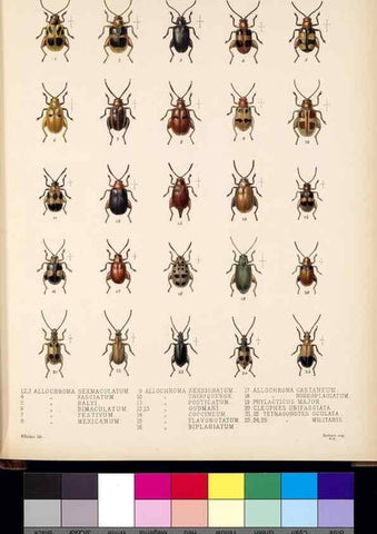 Reproducción/Reproduction 35471022830: Biologia Centrali-Americana :. [London :Published for the editors by R. H. Porter],1879-1915
