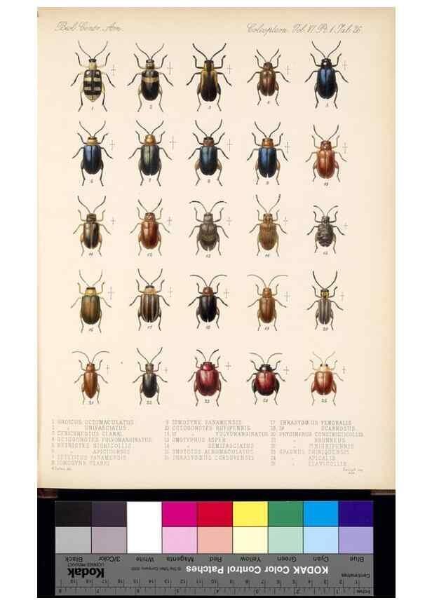 Reproducción/Reproduction 35471025980: Biologia Centrali-Americana :. [London :Published for the editors by R. H. Porter],1879-1915