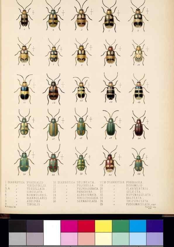 Reproducción/Reproduction 35049432783: Biologia Centrali-Americana :. [London :Published for the editors by R. H. Porter],1879-1915