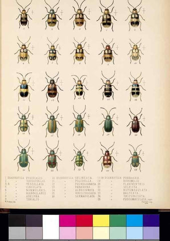Reproducción/Reproduction 35049432783: Biologia Centrali-Americana :. [London :Published for the editors by R. H. Porter],1879-1915