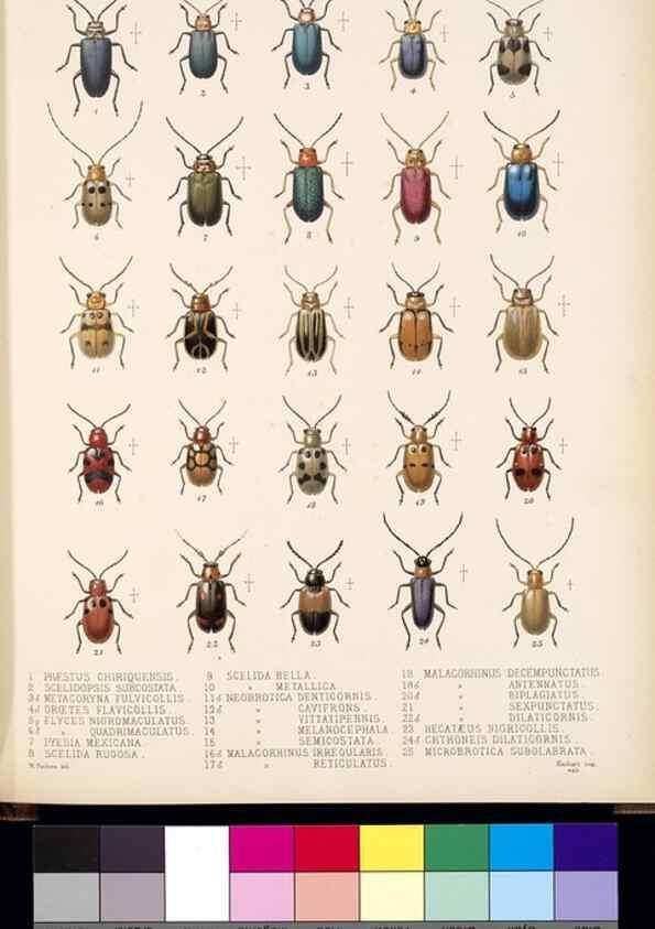 Reproducción/Reproduction 35049449693: Biologia Centrali-Americana :. [London :Published for the editors by R. H. Porter],1879-1915