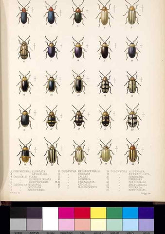 Reproducción/Reproduction 35818242706: Biologia Centrali-Americana :. [London :Published for the editors by R. H. Porter],1879-1915