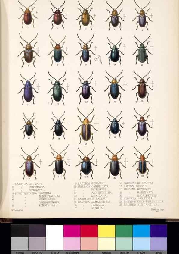Reproducción/Reproduction 35818239786: Biologia Centrali-Americana :. [London :Published for the editors by R. H. Porter],1879-1915