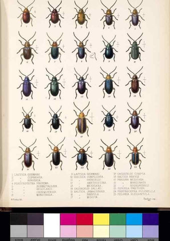 Reproducción/Reproduction 35818239786: Biologia Centrali-Americana :. [London :Published for the editors by R. H. Porter],1879-1915