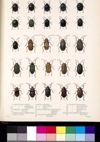 Reproducción/Reproduction 35726942341: Biologia Centrali-Americana :. [London :Published for the editors by R. H. Porter],1879-1915