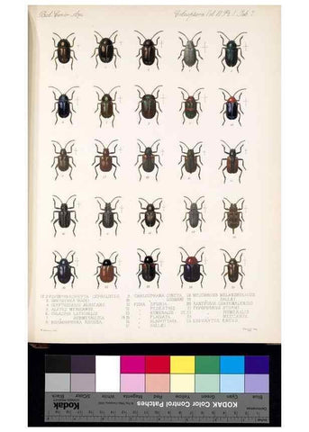 Reproducción/Reproduction 35858641335: Biologia Centrali-Americana :. [London :Published for the editors by R. H. Porter],1879-1915