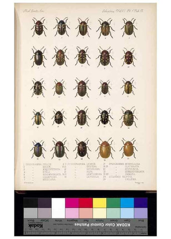 Reproducción/Reproduction 35858658095: Biologia Centrali-Americana :. [London :Published for the editors by R. H. Porter],1879-1915