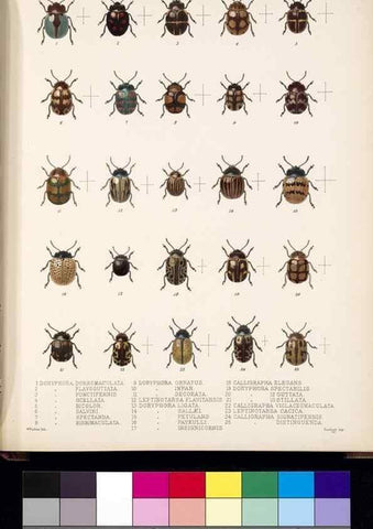 Reproducción/Reproduction 35818229856: Biologia Centrali-Americana :. [London :Published for the editors by R. H. Porter],1879-1915