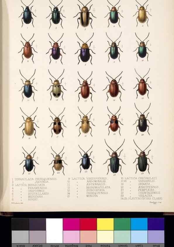 Reproducción/Reproduction 35818235716: Biologia Centrali-Americana :. [London :Published for the editors by R. H. Porter],1879-1915