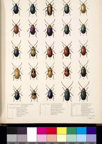 Reproducción/Reproduction 35818235716: Biologia Centrali-Americana :. [London :Published for the editors by R. H. Porter],1879-1915
