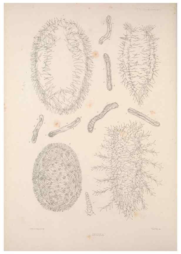 Reproducción/Reproduction 35503028631: A monograph of the British nudibranchiate Mollusca :. London :Printed for the Ray Society,1845-1910.