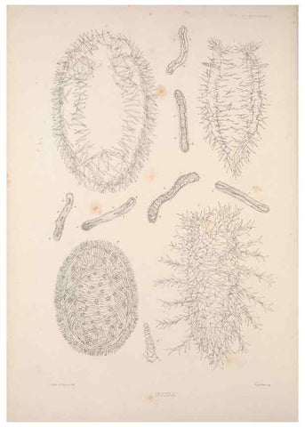 Reproducción/Reproduction 35503028631: A monograph of the British nudibranchiate Mollusca :. London :Printed for the Ray Society,1845-1910.