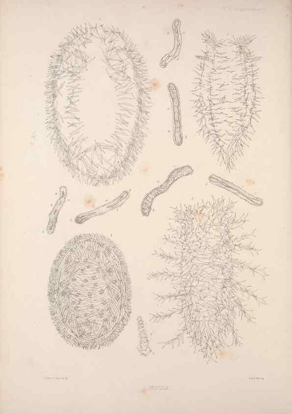 Reproducción/Reproduction 35503028631: A monograph of the British nudibranchiate Mollusca :. London :Printed for the Ray Society,1845-1910.