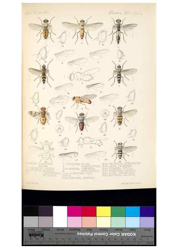 Reproducción/Reproduction 35819059836: Biologia Centrali-Americana :. [London :Published for the editors by R. H. Porter],1879-1915