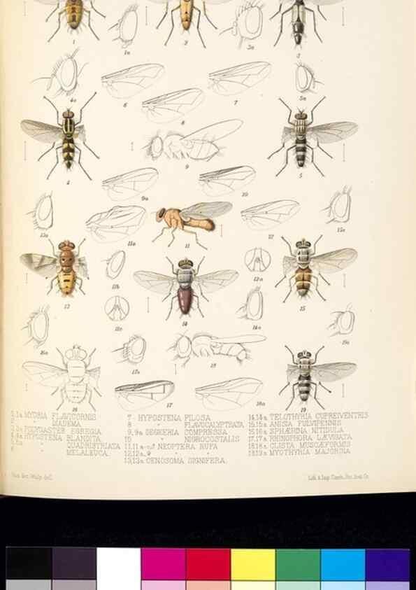 Reproducción/Reproduction 35819059836: Biologia Centrali-Americana :. [London :Published for the editors by R. H. Porter],1879-1915