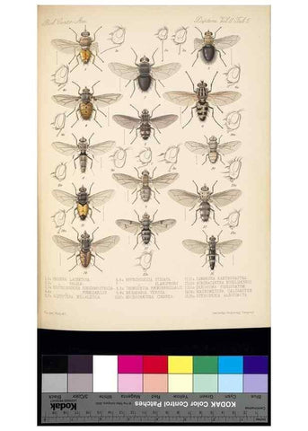 Reproducción/Reproduction 35819060846: Biologia Centrali-Americana :. [London :Published for the editors by R. H. Porter],1879-1915
