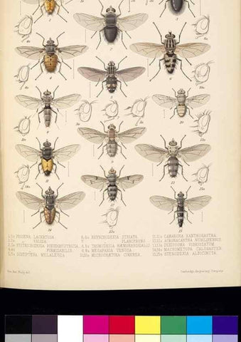Reproducción/Reproduction 35819060846: Biologia Centrali-Americana :. [London :Published for the editors by R. H. Porter],1879-1915