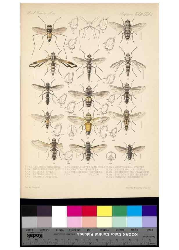 Reproducción/Reproduction 35819062316: Biologia Centrali-Americana :. [London :Published for the editors by R. H. Porter],1879-1915