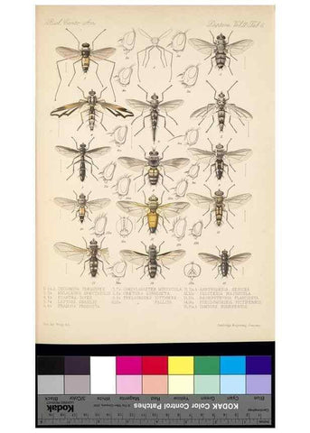 Reproducción/Reproduction 35819062316: Biologia Centrali-Americana :. [London :Published for the editors by R. H. Porter],1879-1915