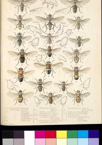 Reproducción/Reproduction 35819063726: Biologia Centrali-Americana :. [London :Published for the editors by R. H. Porter],1879-1915