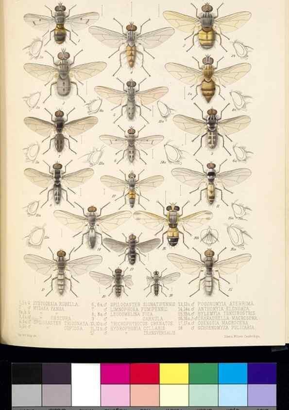 Reproducción/Reproduction 35819065126: Biologia Centrali-Americana :. [London :Published for the editors by R. H. Porter],1879-1915