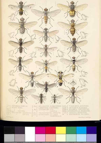 Reproducción/Reproduction 35819065126: Biologia Centrali-Americana :. [London :Published for the editors by R. H. Porter],1879-1915
