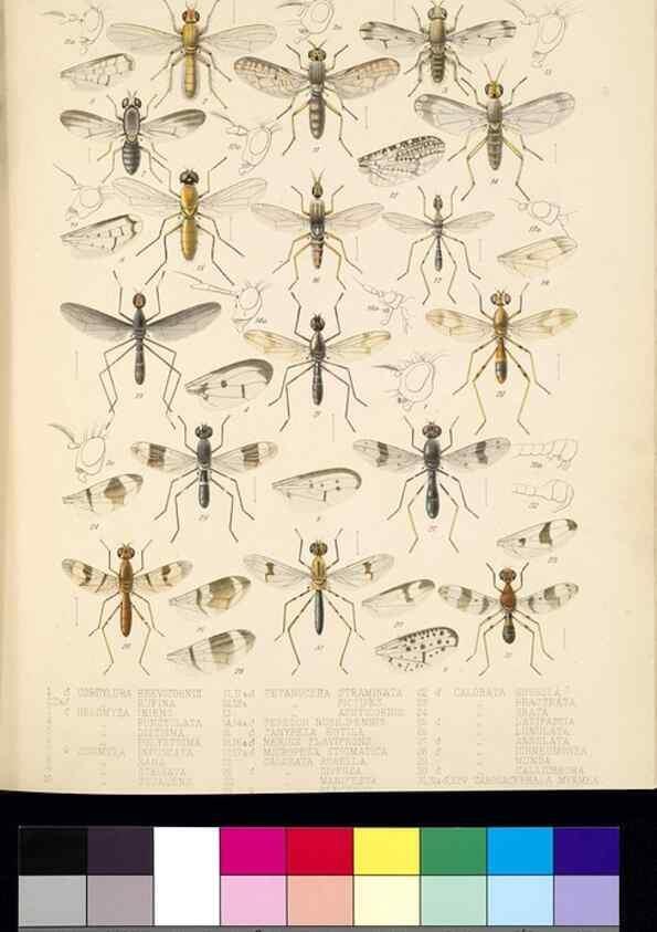 Reproducción/Reproduction 35819066176: Biologia Centrali-Americana :. [London :Published for the editors by R. H. Porter],1879-1915