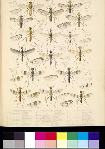 Reproducción/Reproduction 35819066176: Biologia Centrali-Americana :. [London :Published for the editors by R. H. Porter],1879-1915
