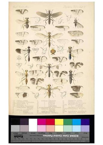 Reproducción/Reproduction 35727804031: Biologia Centrali-Americana :. [London :Published for the editors by R. H. Porter],1879-1915