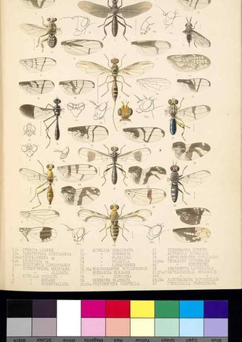 Reproducción/Reproduction 35727804031: Biologia Centrali-Americana :. [London :Published for the editors by R. H. Porter],1879-1915