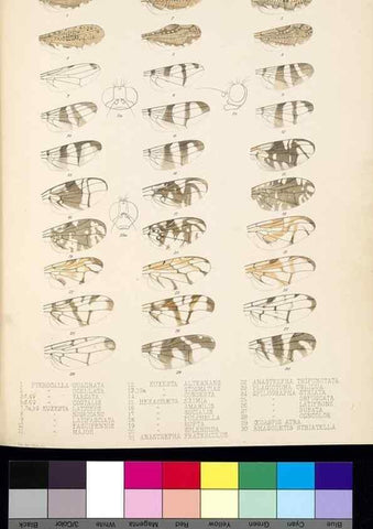 Reproducción/Reproduction 35727807551: Biologia Centrali-Americana :. [London :Published for the editors by R. H. Porter],1879-1915